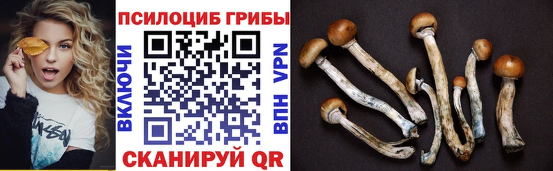 Купить где  Жиздра  Псилоцибиновые грибы GOLDEN TEACHER 